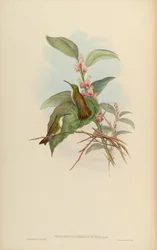 Thaumatias chionurus